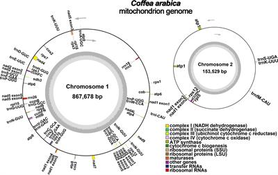 Genetic diversity of Coffea arabica L. mitochondrial genomes caused by repeat- mediated recombination and RNA editing